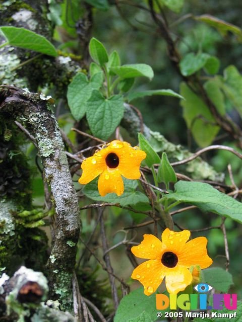 13930 Yellow flowers after rain